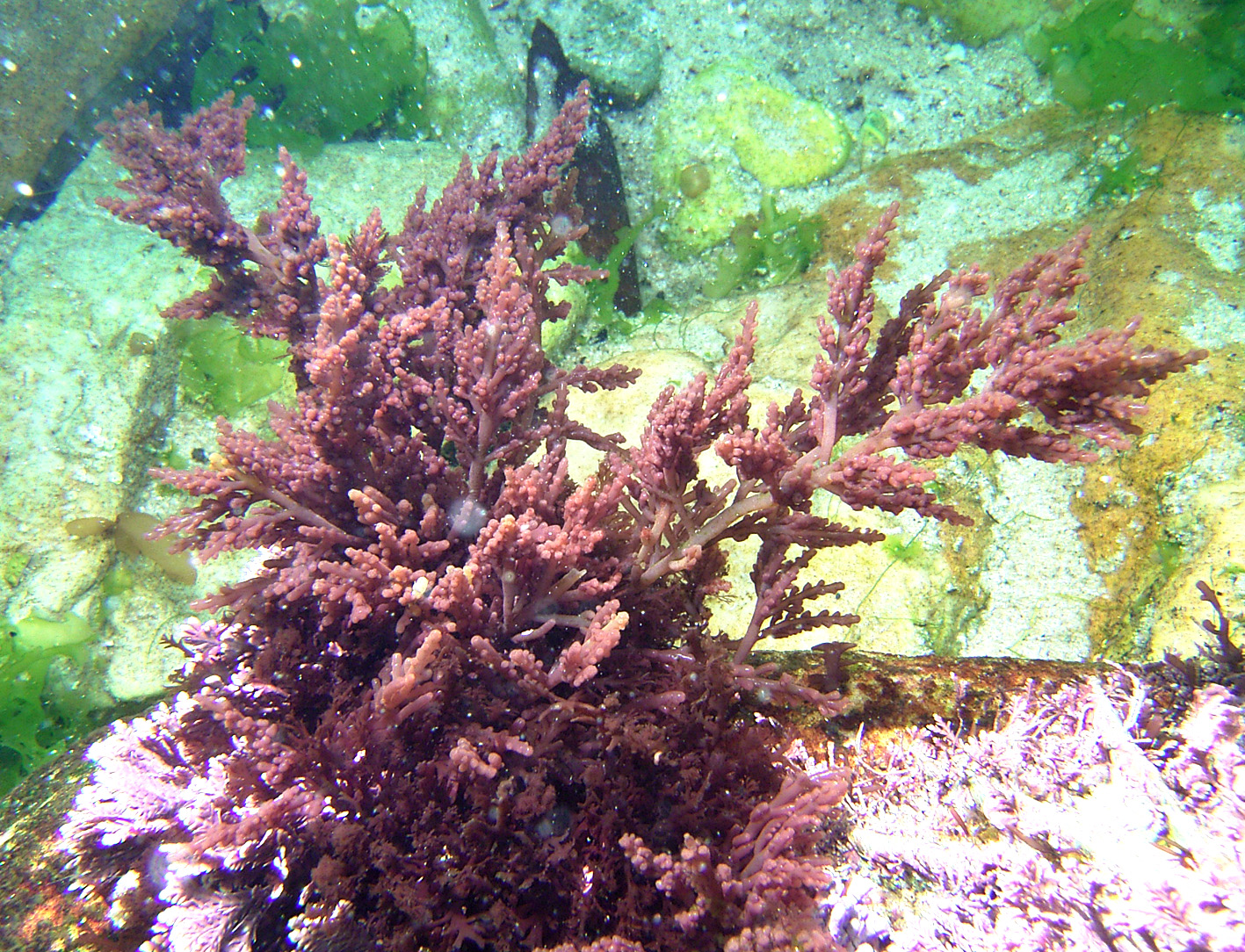 South African Seaweeds - south coast