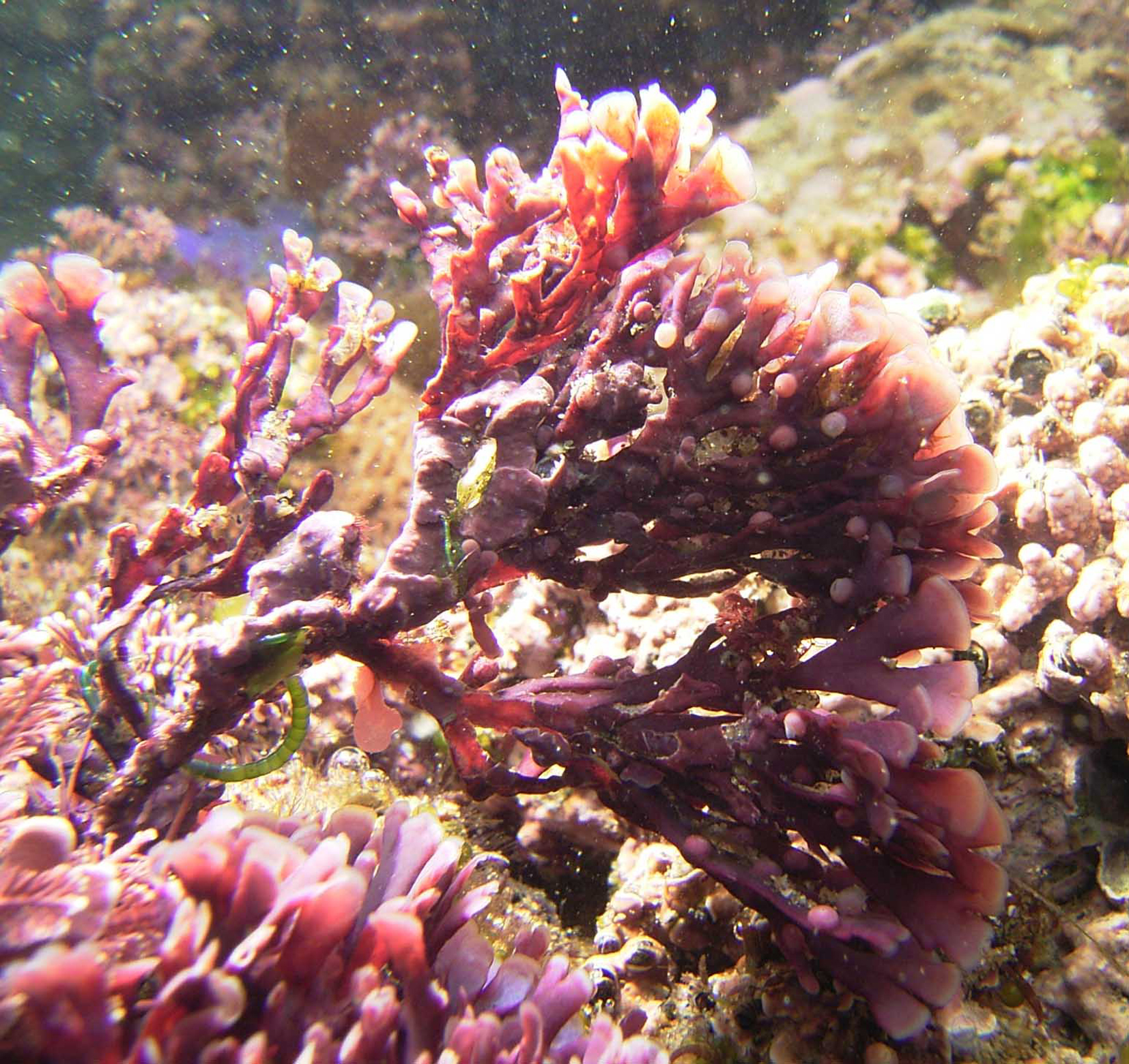 South African Seaweeds - south coast