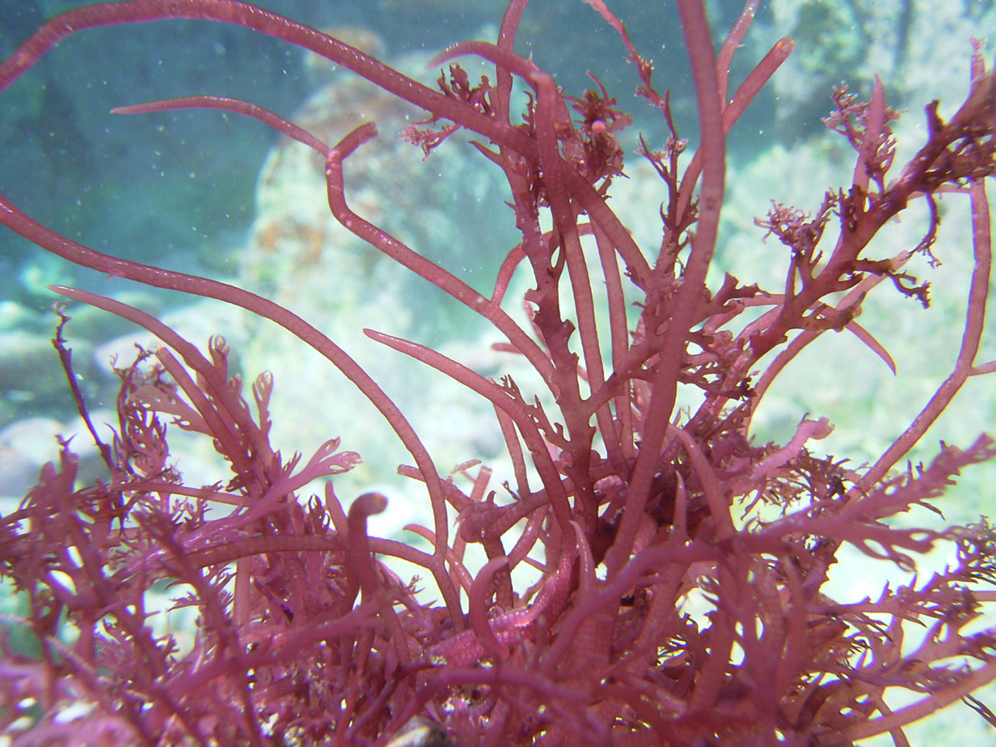 South African Seaweeds - south coast