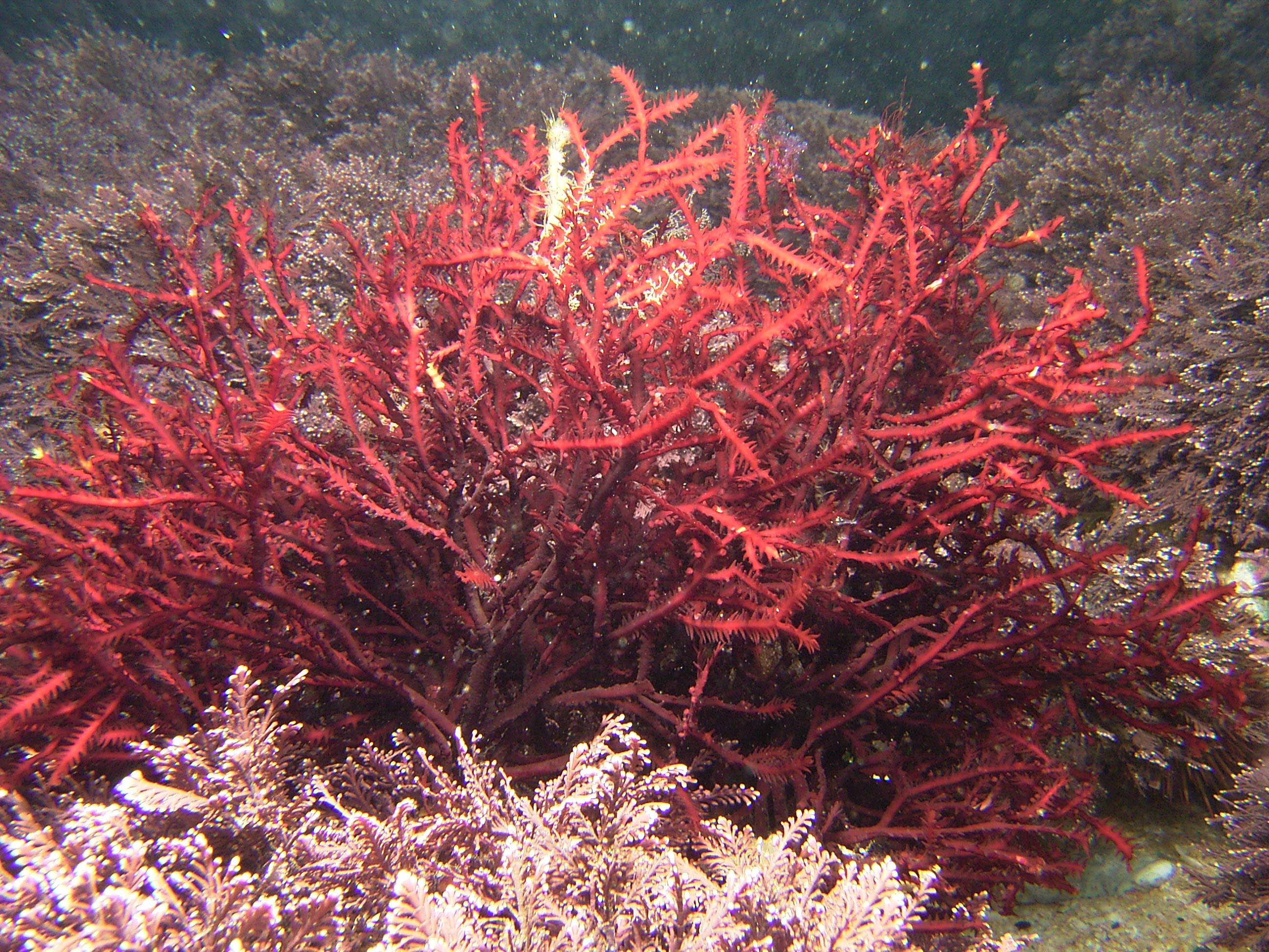 South African Seaweeds - south coast