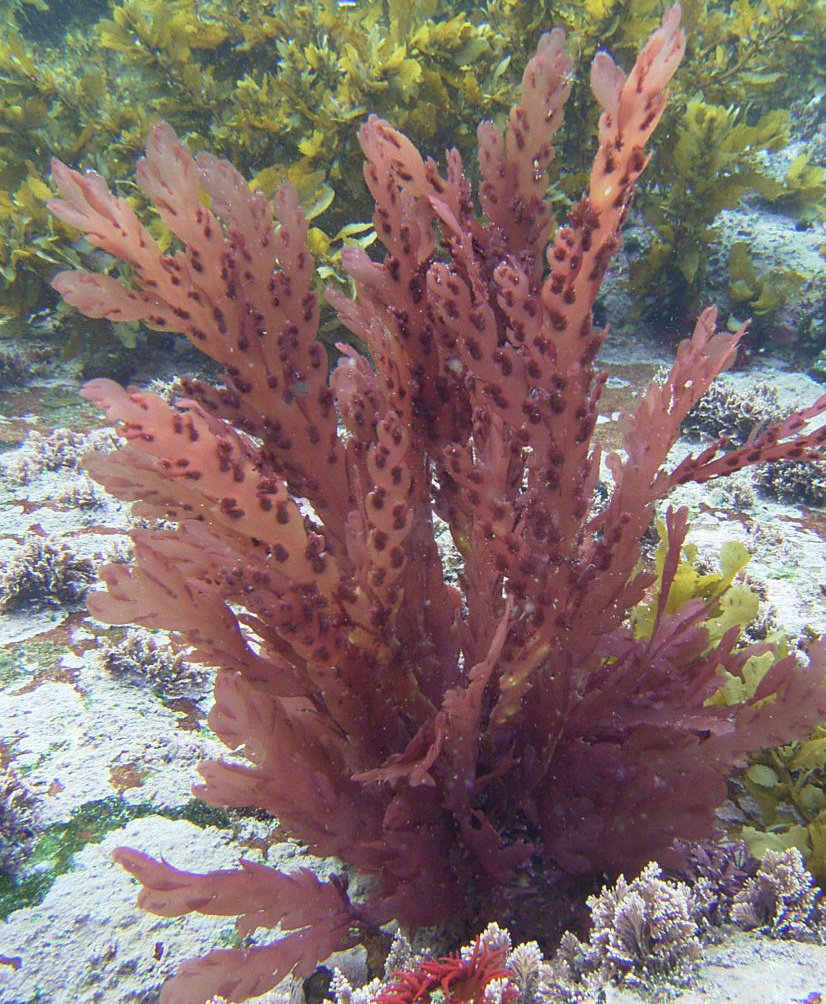 South African Seaweeds - south coast