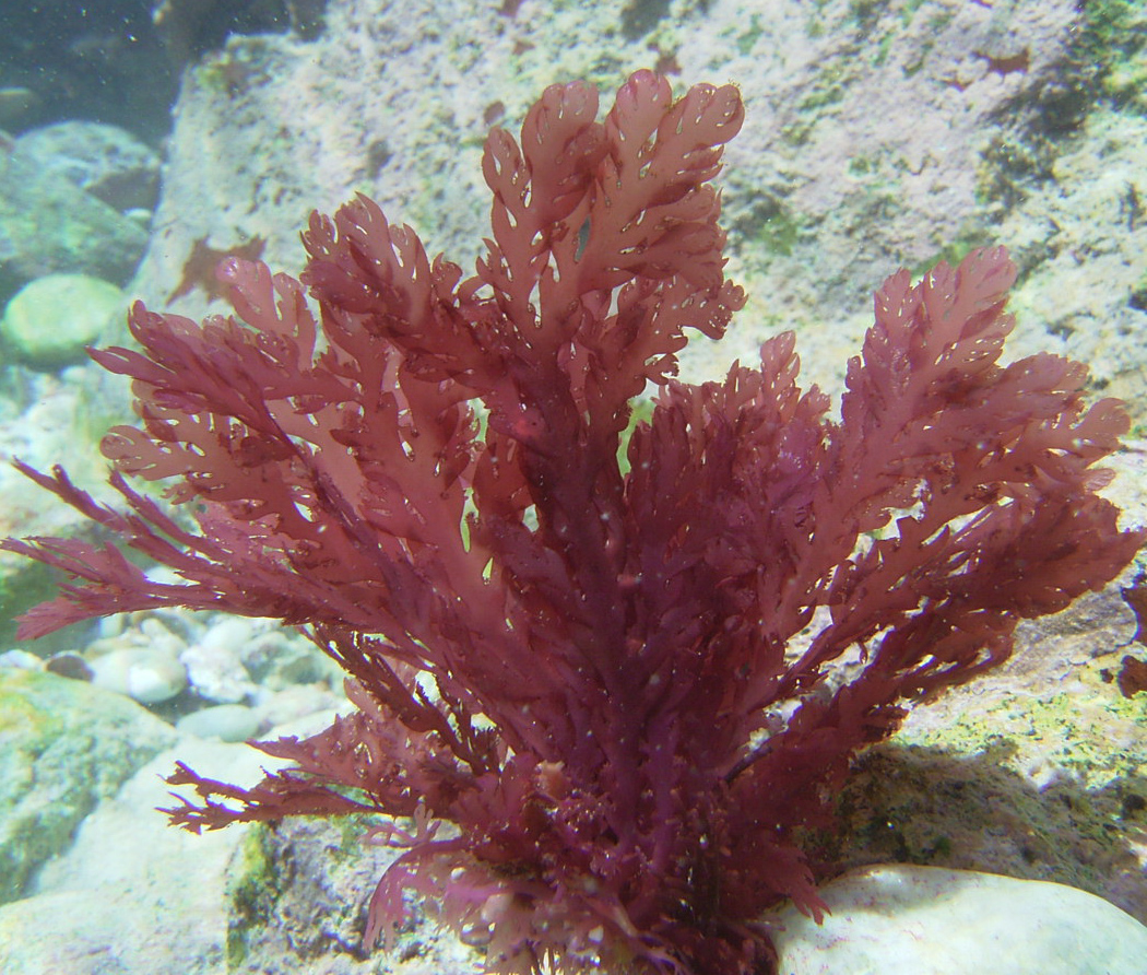 South African Seaweeds - south coast