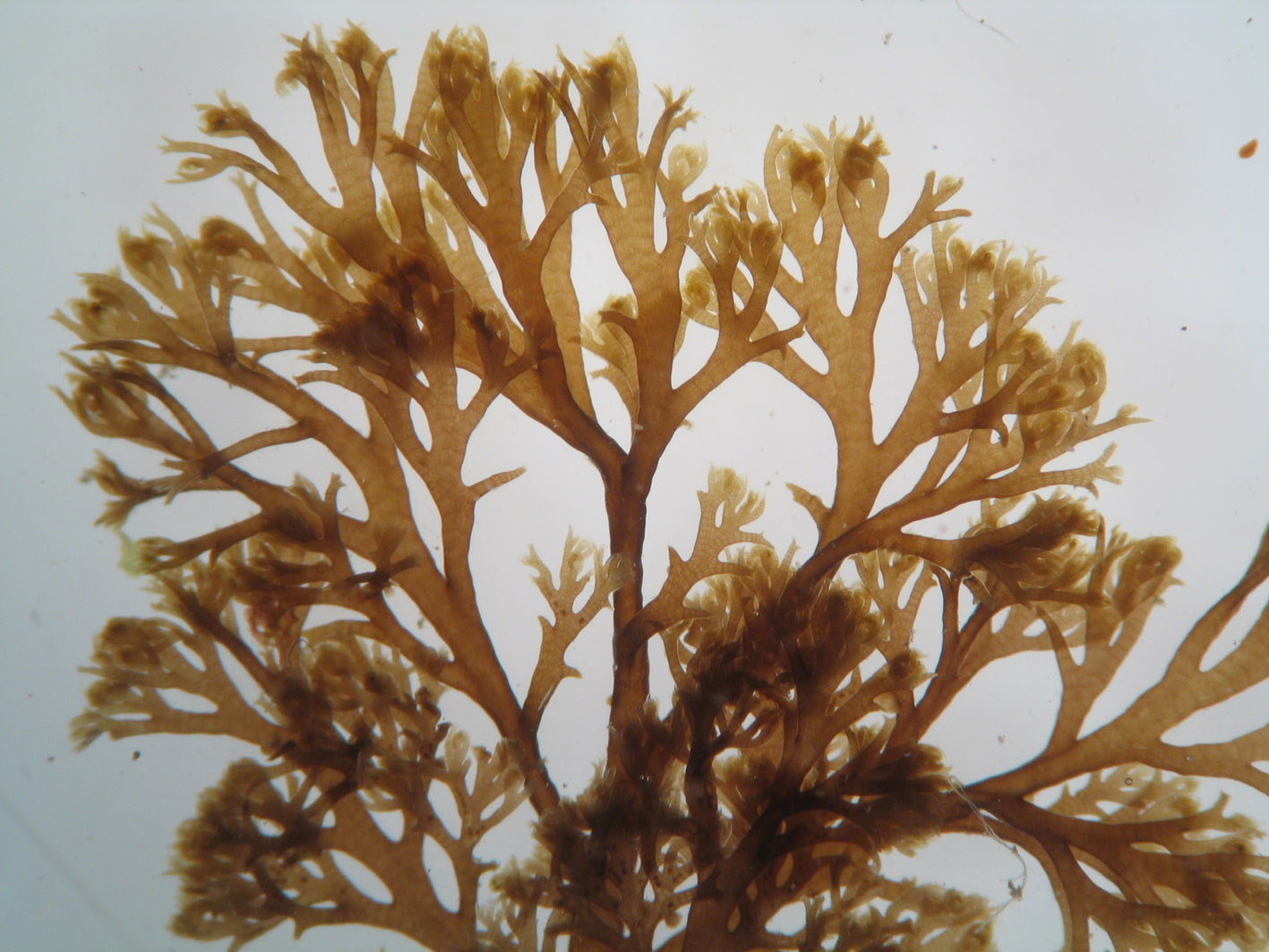 South African Seaweeds - south coast