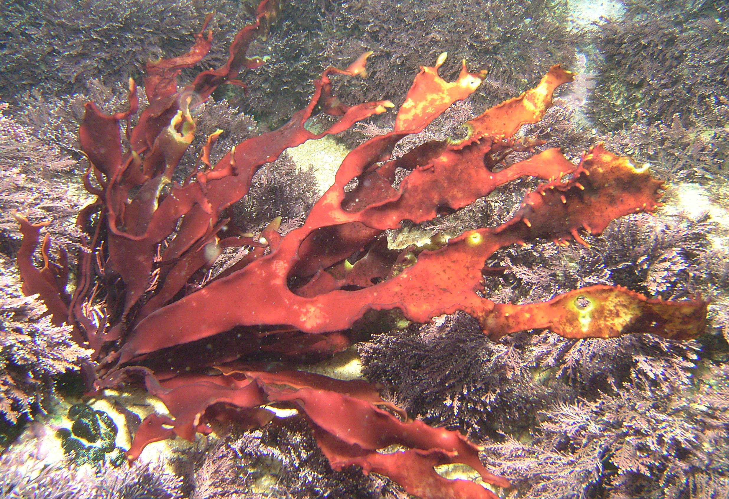 South African Seaweeds - south coast