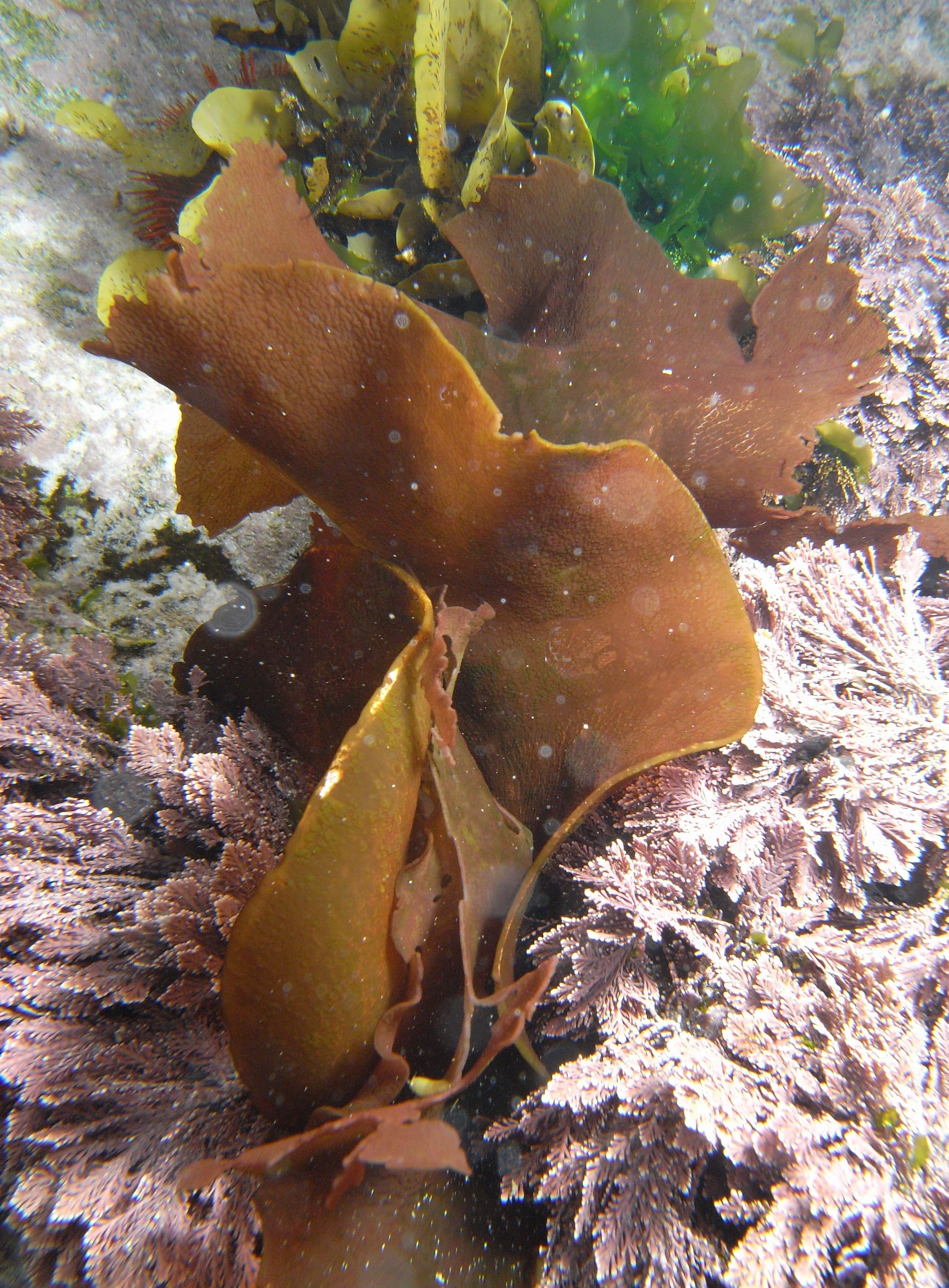 South African Seaweeds - south coast