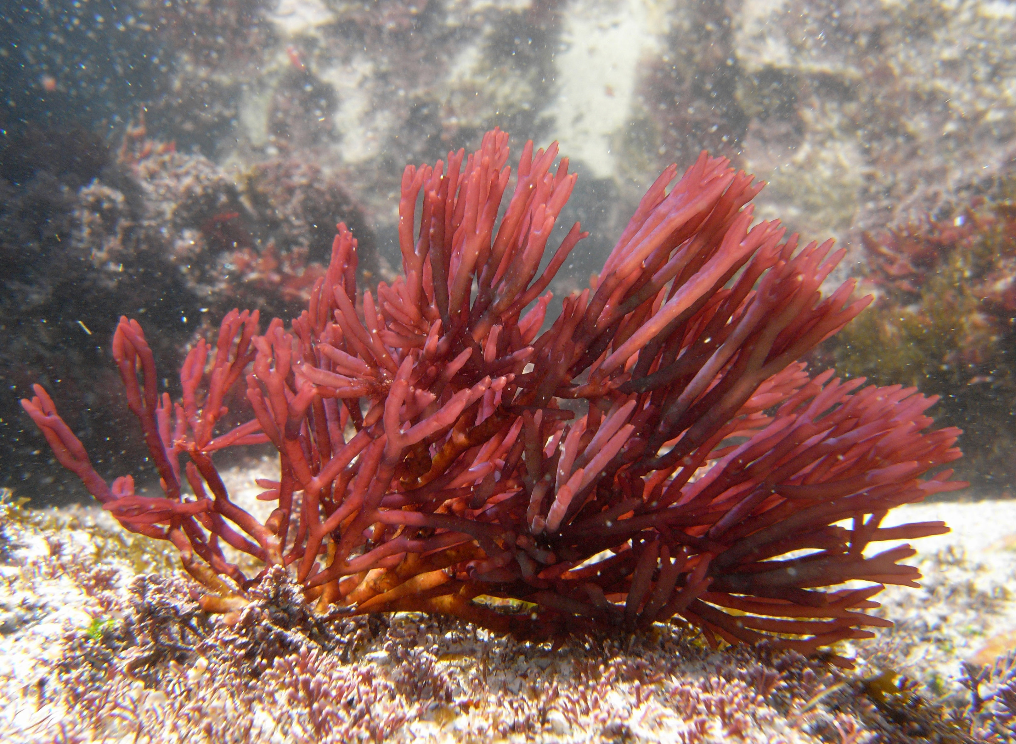 South African Seaweeds - south coast