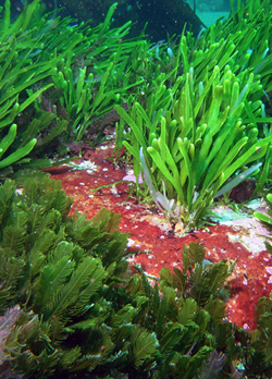 South African Seaweeds - south coast