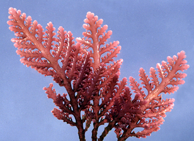 South African Seaweeds - south coast