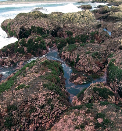 South African Seaweeds - south coast